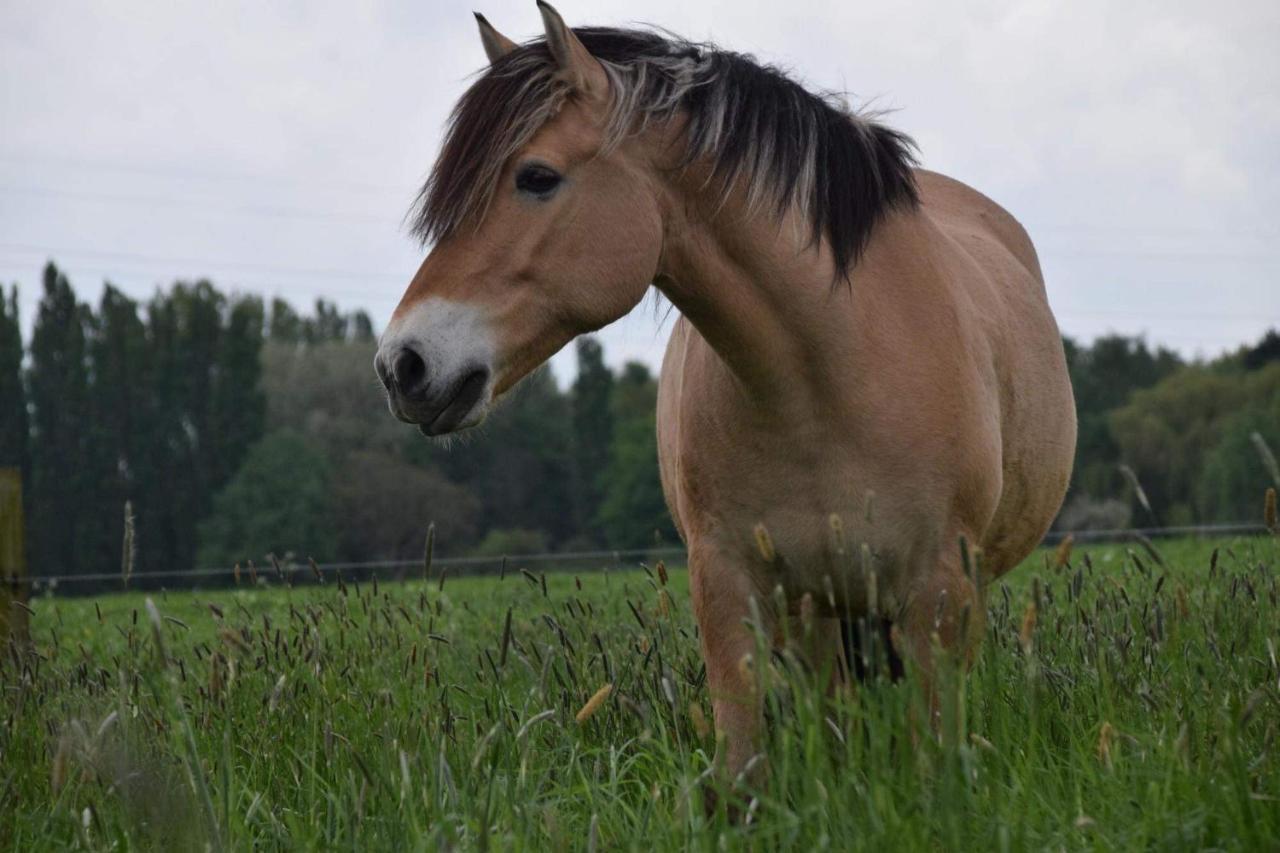 Ferme De La Forterie Verlinghem Bagian luar foto